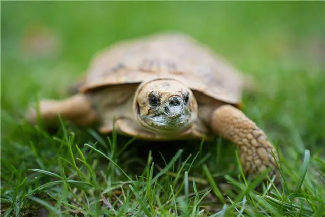 В столичном зоопарке появился на свет малыш редкой гибкой черепахи