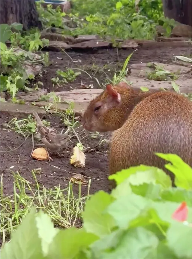 Зоопарк Ленинграда поделился историей необычной дружбы между агути Оливером и воробьём